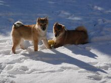 Shiba Inu