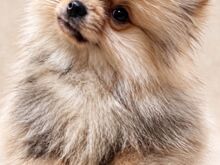 POMERANIAN SPITS
