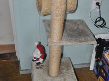 Kassipesa, kraapimispuu