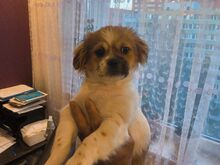 Shih tzu kutsikad