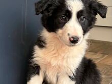 Bordercollie