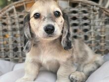 Bear Creek dachshund