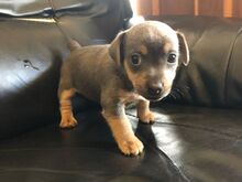 Jack Russelli kutsikad