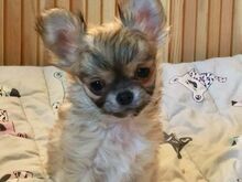 Isane pikakarvaline Chihuahua