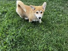 Pembroke Welsh Corgi