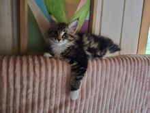 Норвежская лесная кошка