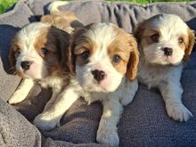 Cavalier King Charles spanjeli kutsikad!