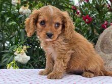 Cavapoo kutsikad