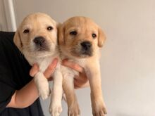 MÜÜA LABRADORI KUTSIKAD