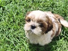 Shih Tzu kutsikad