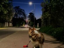 Noor Sheltie otsib kodu