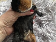 Merisiga