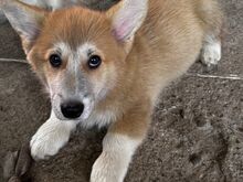 Pembroke Welsh Corgi