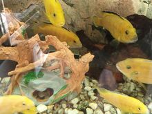 Ära anda Labidochromis Yellow kalad