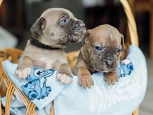 Cane Corso kutsikad