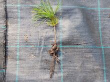 Männi istikud (rumeelia männid, ebatsuugad)