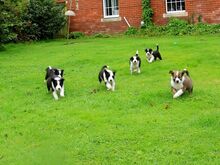 Bordercollie kutsikad