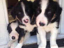 Bordercollie kutsikad