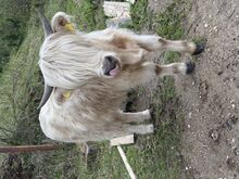 Šoti mägiveise lehmikud