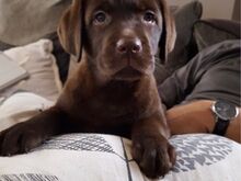 Labradori retriiveri kutsikad.
