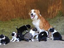 Bordercollie kutsikad