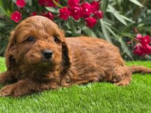 Cavapoo kutsikad