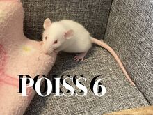 Rotipojad