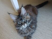 Maine Coon