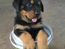 Rottweileri kutsikad.