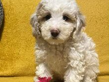 Beautiful Toy Poodle Puppies
