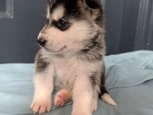 Siberi huskyt,