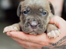 Cane Corso kutsikad