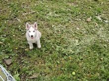 Isane Husky