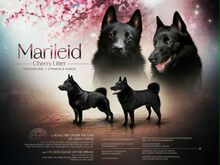 2-kuused Schipperke kutsikad