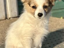 Papillon
