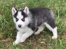 Imeilusad Siberi husky kutsikad... kirjuta mulle