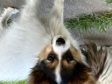 Papillon
