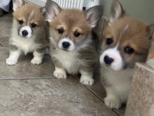 Wesh Corgi Pembroke