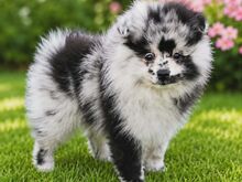 Pomeranian Spits