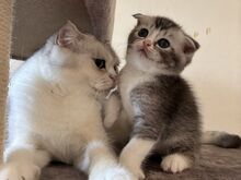 Scottish Fold/Straight kassipojad
