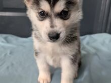 Siberi huskyt,