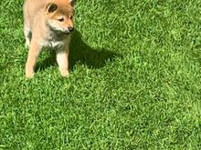 Shiba Inu