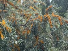 Maheastelpaju marjad
