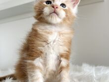 Maine Coon