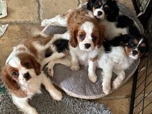 CAVALIER KING CHARLES SPANIAL