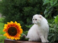 Scottish Fold (tõutunnistusega)