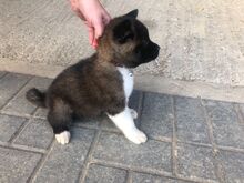Akita kutsikad
