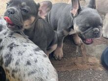 French bulldog puppies