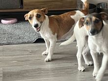 2 alles!! Jackrussle kutsikad..võtke minuga ühendu