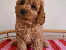 Cavapoo puppies